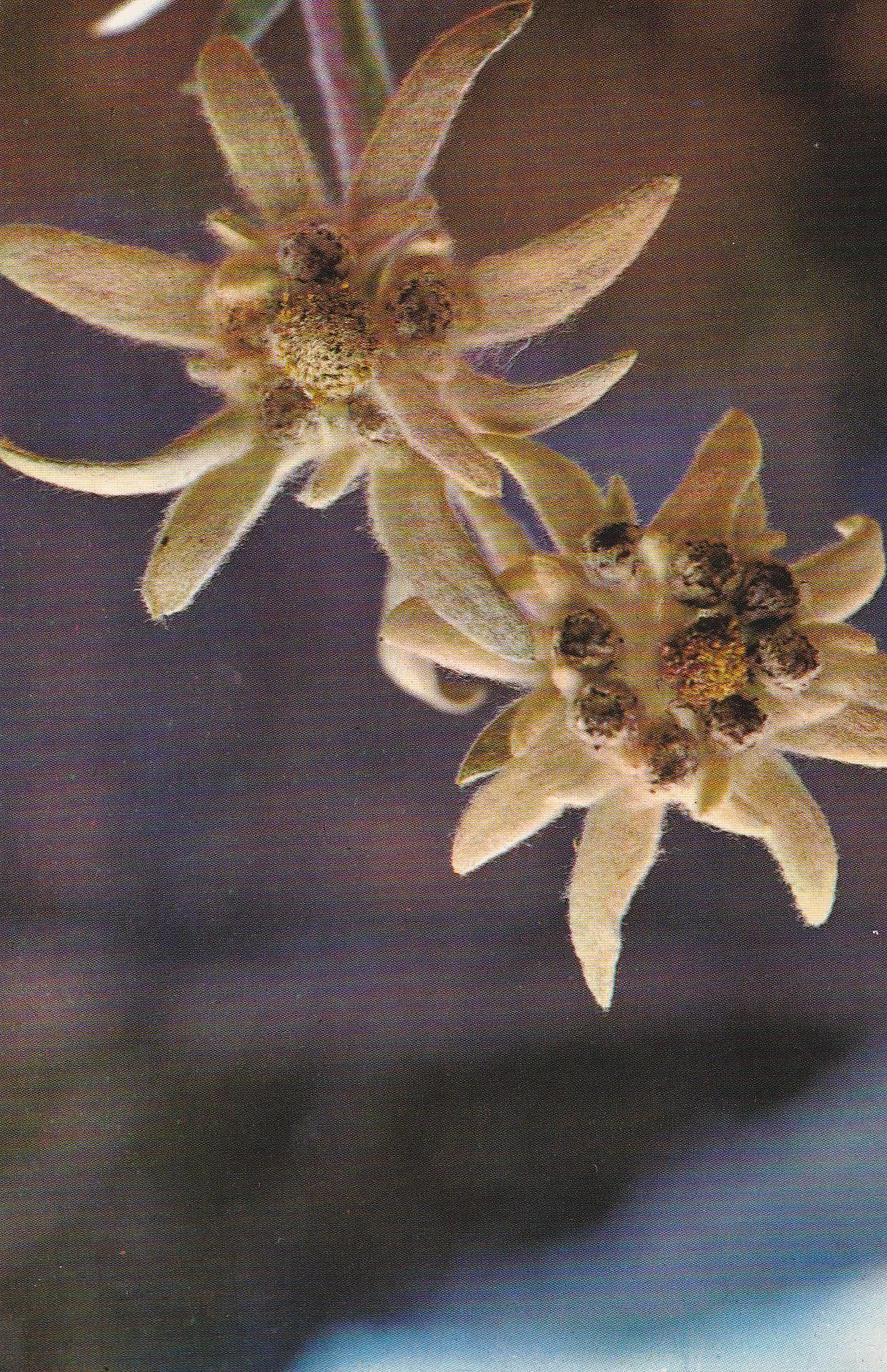 POSTAL B11117: FLOR DE NIEVE: DIVERSOS ASPECTOS