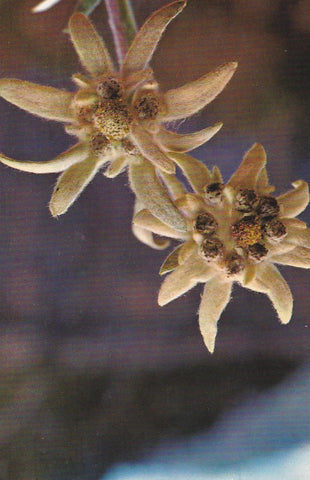 POSTAL B11117: FLOR DE NIEVE: DIVERSOS ASPECTOS