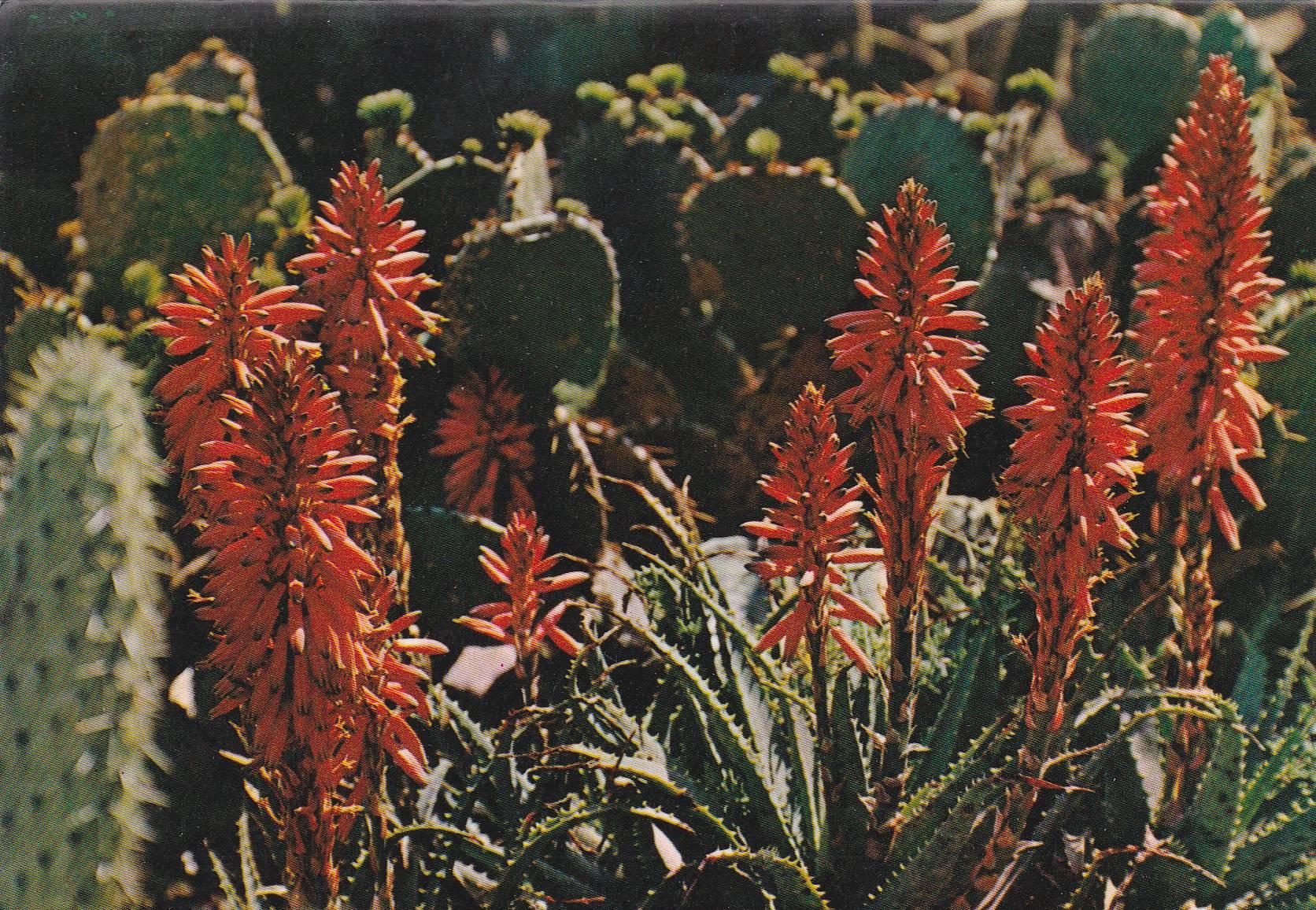 POSTAL B11155: BLANES: JARDIN BOTANICO MAR I MURTRA