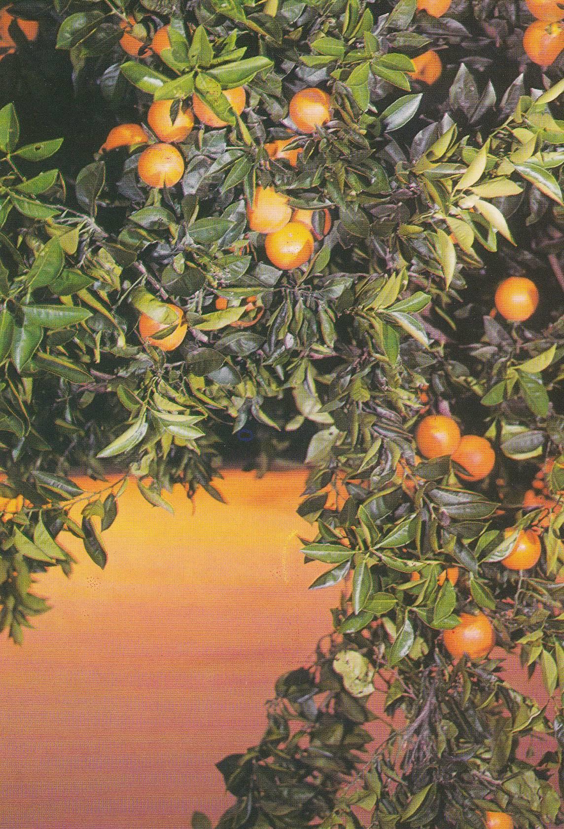 POSTAL B11190: VALENCIA: FRUTAS TIPICAS. NARANJAS