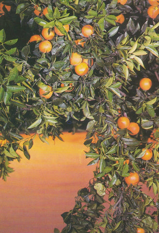 POSTAL B11190: VALENCIA: FRUTAS TIPICAS. NARANJAS
