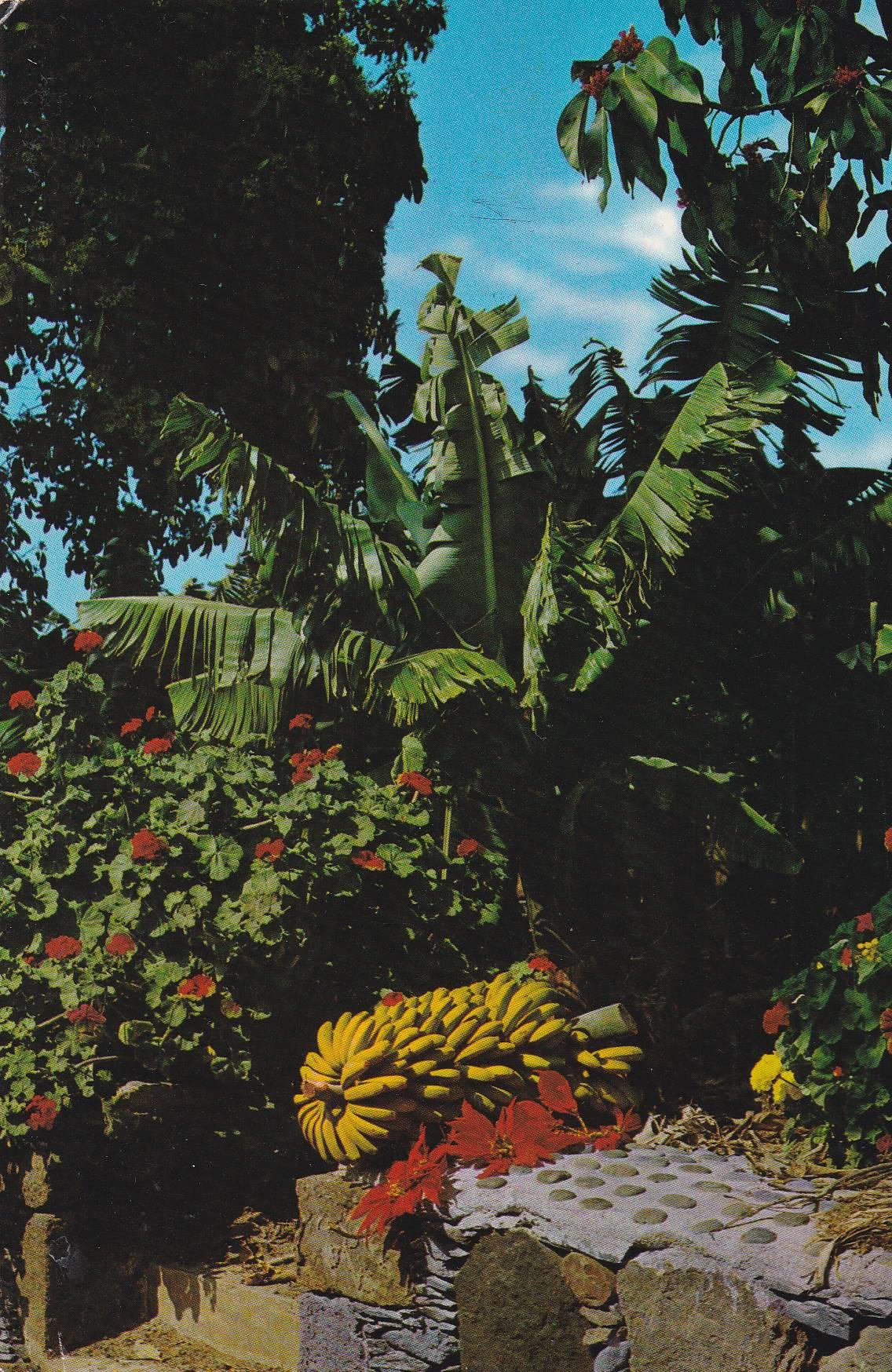 POSTAL B11202: ISLAS CANARIAS: FLORA TIPICA