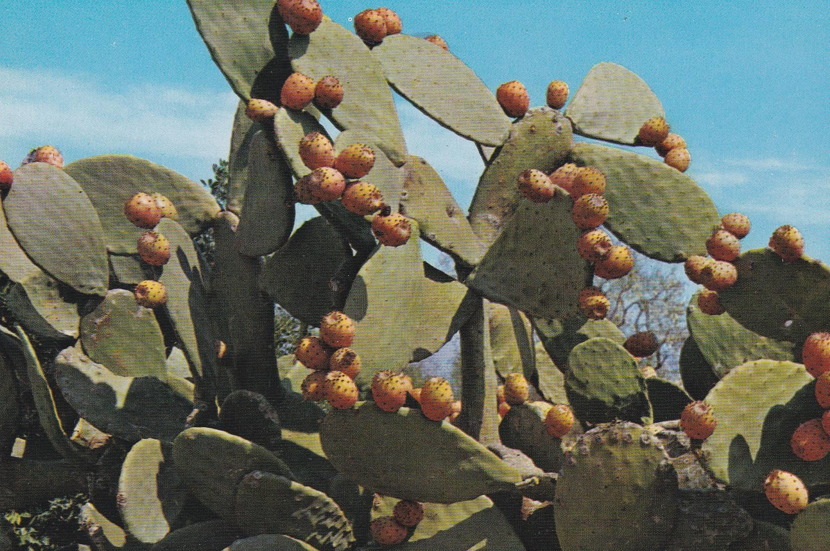 POSTAL B11203: ISLAS CANARIAS: FLORA TIPICA