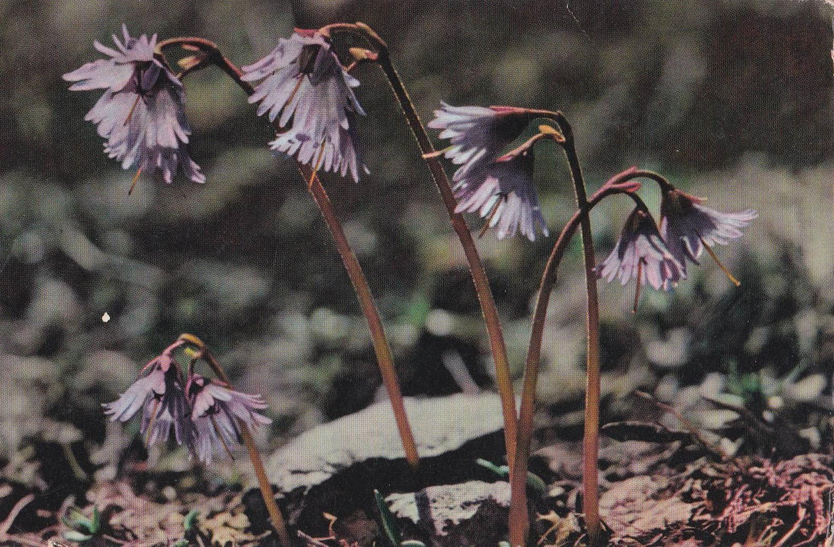 POSTAL B11238: FLORES MARCHITAS. DIVERSOS ASPECTOS
