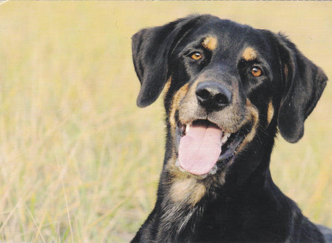 POSTAL B11243: POSTAL CANINA: FAADA