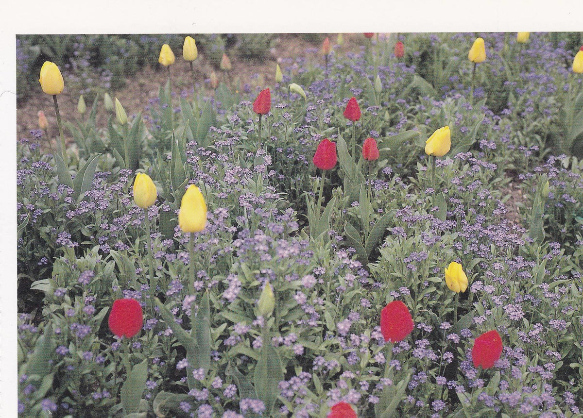 POSTAL B11257: MONET S GARDENS AT GIVERNY: DIVERSOS ASPECTOS