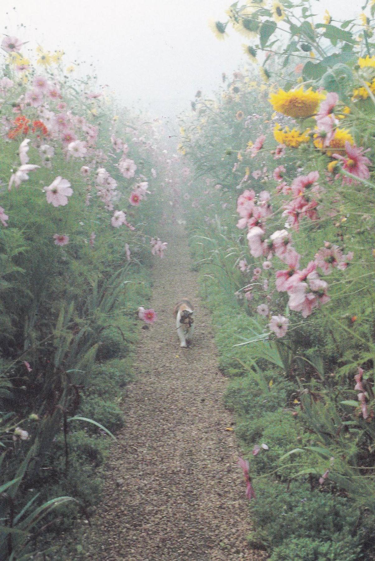 POSTAL B11264: MONET S GARDENS AT GIVERNY: DIVERSOS ASPECTOS
