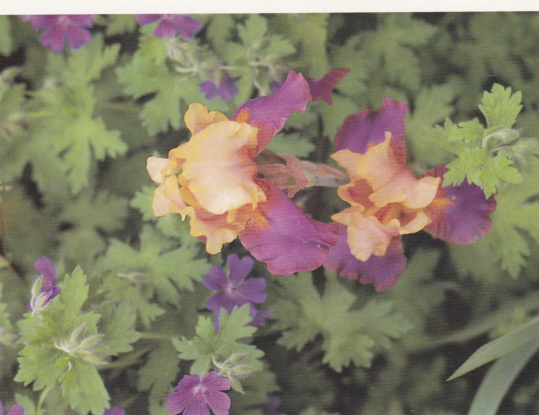 POSTAL B11272: MONET S GARDENS AT GIVERNY: DIVERSOS ASPECTOS