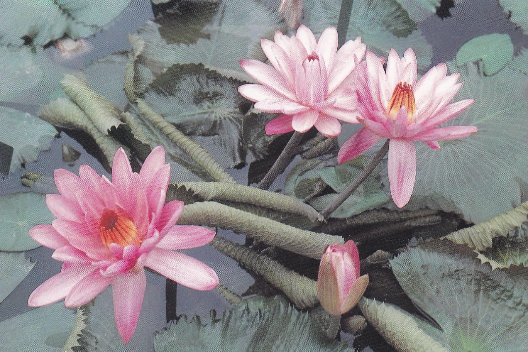 POSTAL B11274: MONET S GARDENS AT GIVERNY: DIVERSOS ASPECTOS