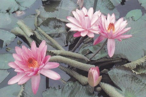 POSTAL B11274: MONET S GARDENS AT GIVERNY: DIVERSOS ASPECTOS