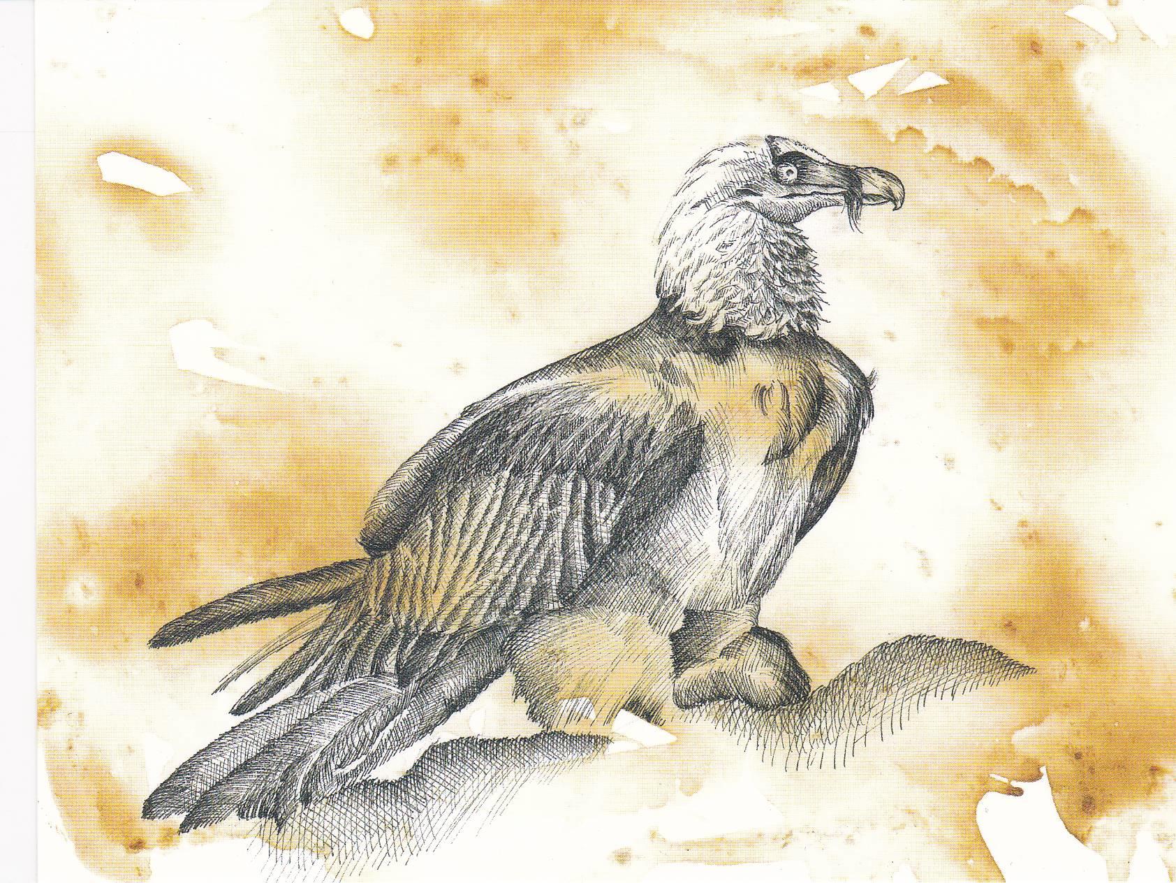POSTAL B11300: PINTURA ANDALUZA: DIA MUNDIAL DE LAS AVES. FINALISTAS. DIVERSOS ASPECTOS