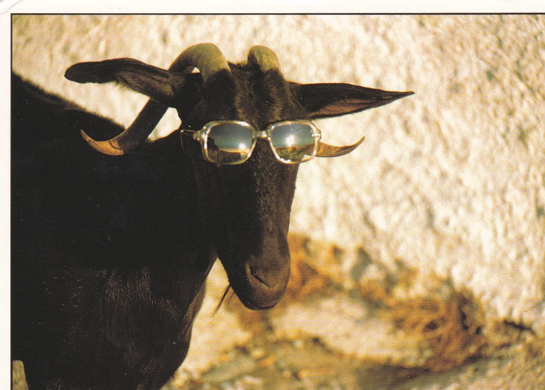 POSTAL B11618: POSTAL DE TORO CON GAFAS DE SOL.