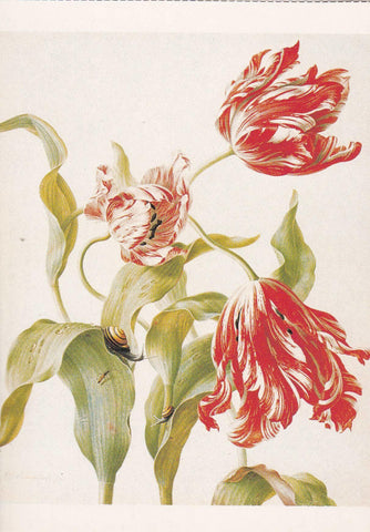 POSTAL B11640: FLOWER PAINTING BOOK OF 30 POSTCARDS: DIFERENTES ARTISTAS. DIVERSOS MUSEOS. DIVERSOS ASPECTOS