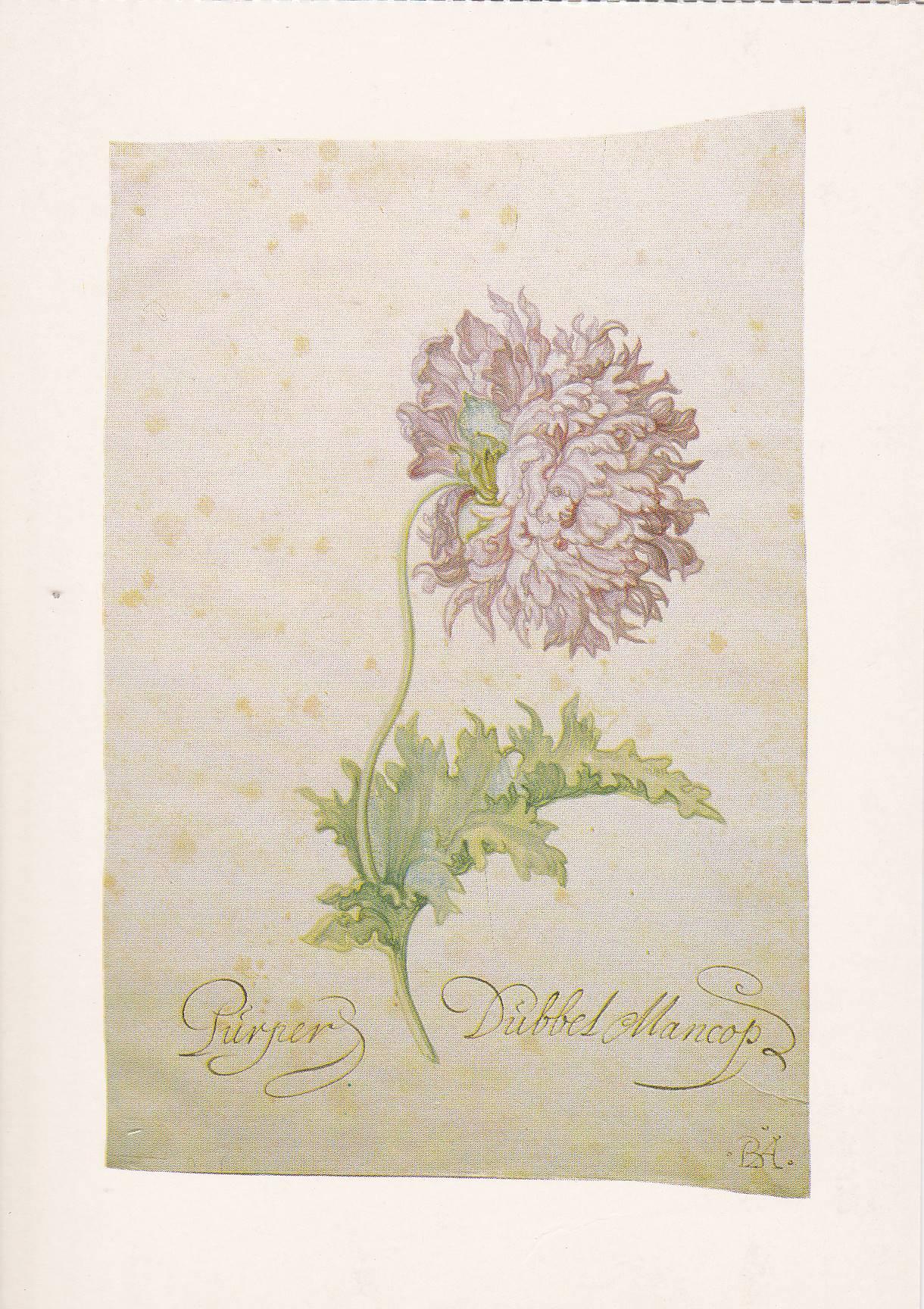 POSTAL B11664: FLOWER PAINTING BOOK OF 30 POSTCARDS: DIFERENTES ARTISTAS. DIVERSOS MUSEOS. DIVERSOS ASPECTOS