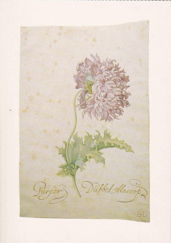 POSTAL B11664: FLOWER PAINTING BOOK OF 30 POSTCARDS: DIFERENTES ARTISTAS. DIVERSOS MUSEOS. DIVERSOS ASPECTOS