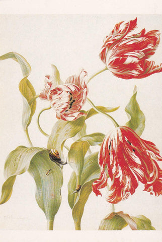 POSTAL B11665: FLOWER PAINTING BOOK OF 30 POSTCARDS: DIFERENTES ARTISTAS. DIVERSOS MUSEOS. DIVERSOS ASPECTOS