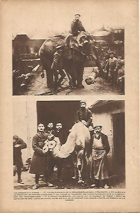 LAMINA 12532: Camellos y elefantes en la Gran Guerra