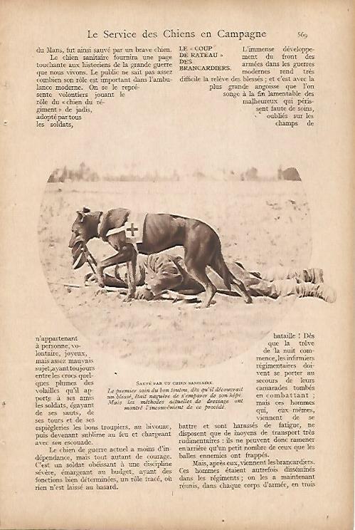 LAMINA 12603: Perro sanitario 
