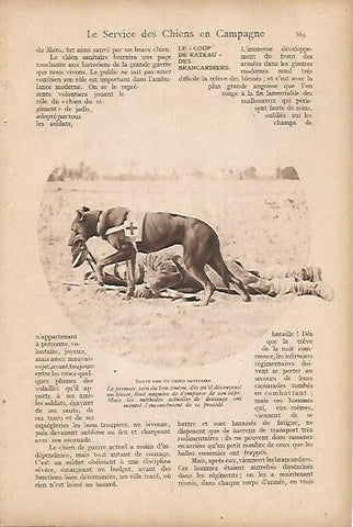 LAMINA 12603: Perro sanitario 
