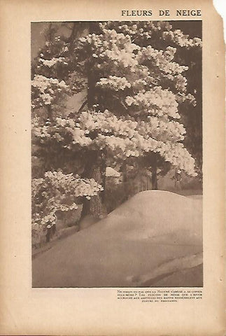 LAMINA 12668: Flores de nieve