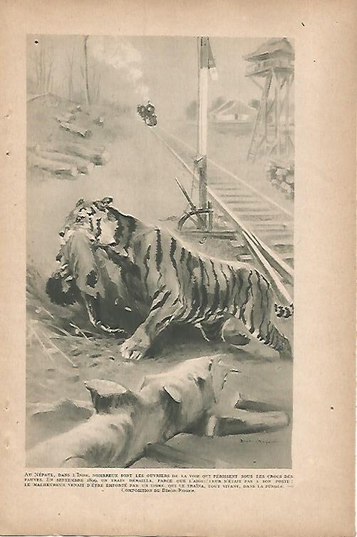 LAMINA 12800: Tigre en el Nepal dibujo