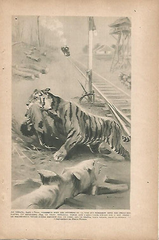 LAMINA 12800: Tigre en el Nepal dibujo
