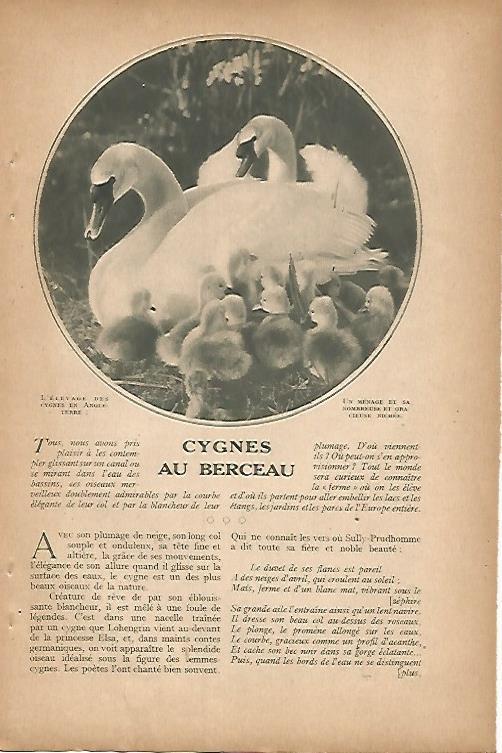 LAMINA 12801: Cisnes en Inglaterra