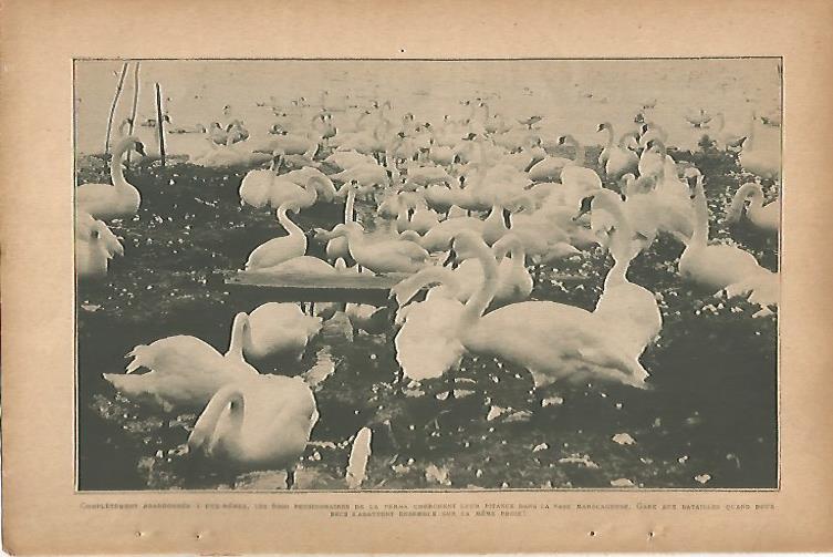 LAMINA 12802: Cisnes