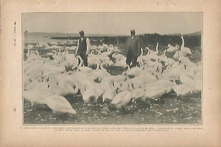 LAMINA 12803: Cisnes salvajes