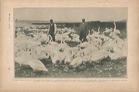 LAMINA 12803: Cisnes salvajes