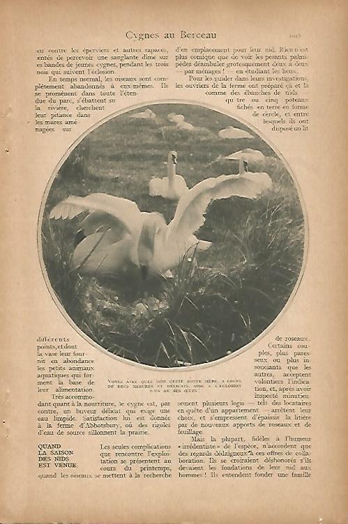 LAMINA 12804: Pareja de cisnes