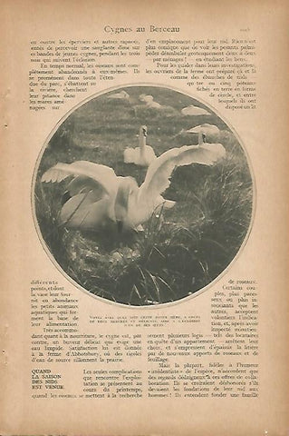 LAMINA 12804: Pareja de cisnes