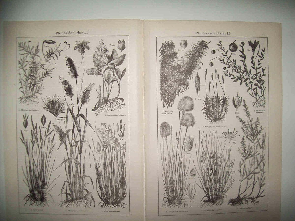 LAMINA ESPASA 31750: Plantas de turbera