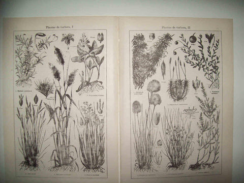 LAMINA ESPASA 31750: Plantas de turbera