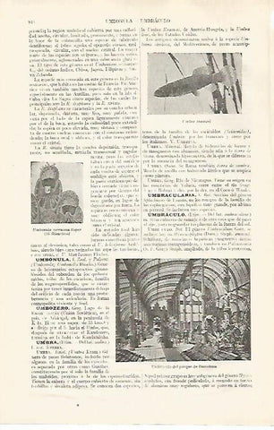 LAMINA ESPASA 31869: Umbraculo del Parque de Barcelona