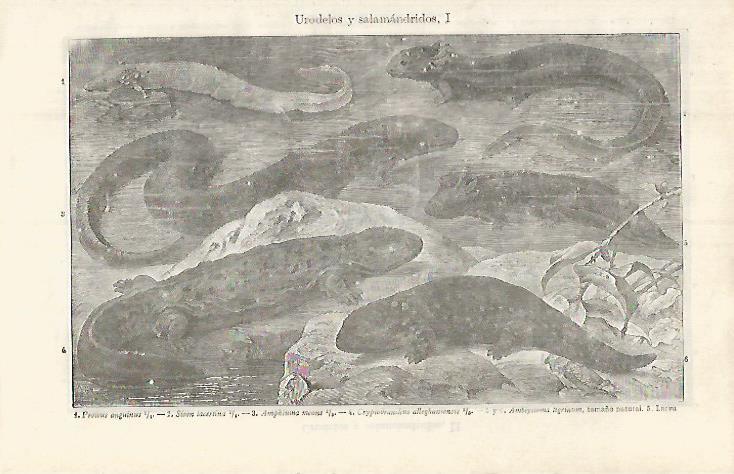 LAMINA ESPASA 31934: Salamandras