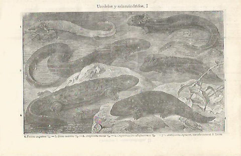 LAMINA ESPASA 31934: Salamandras