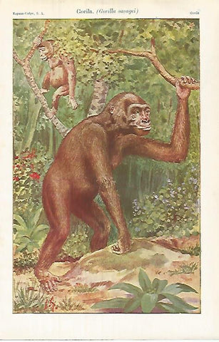 LAMINA ESPASA 32042: Gorila