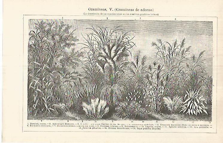 LAMINA ESPASA 32091: Gramineas de adorno