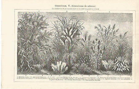 LAMINA ESPASA 32091: Gramineas de adorno