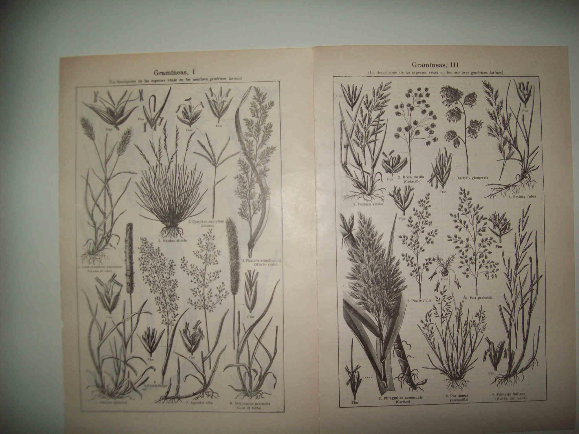 LAMINA ESPASA 32093: Gramineas