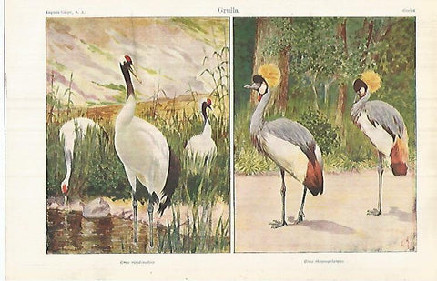 LAMINA ESPASA 32152: Grulla