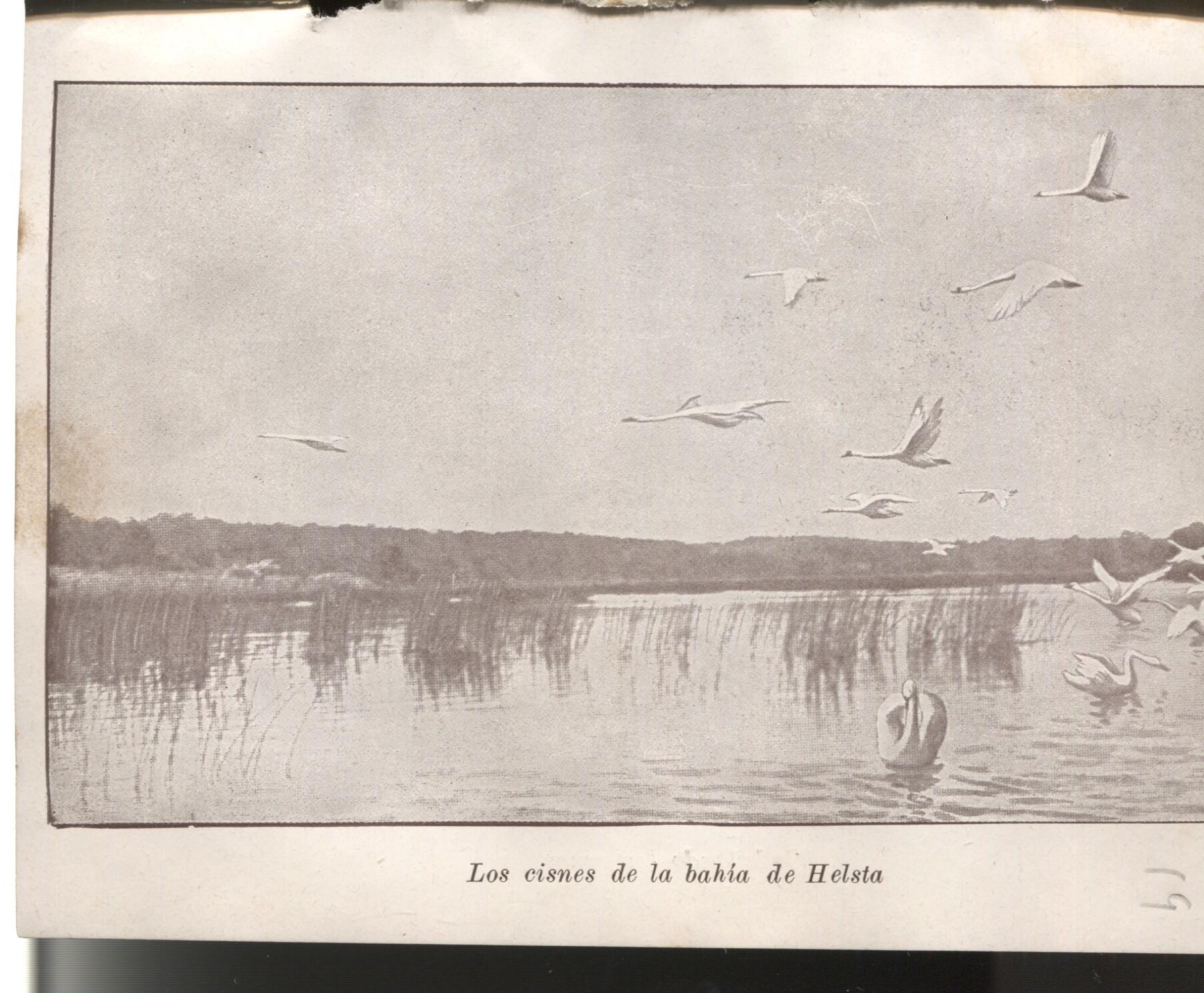 Lamina 18/19: Libro Nils Holgersson: Los cisnes de la bahia de Helsta + Rebaño de renos