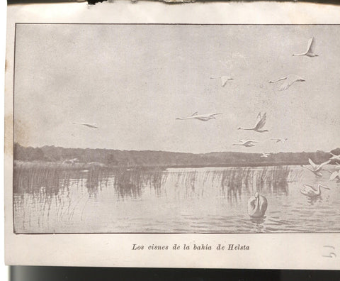 Lamina 18/19: Libro Nils Holgersson: Los cisnes de la bahia de Helsta + Rebaño de renos
