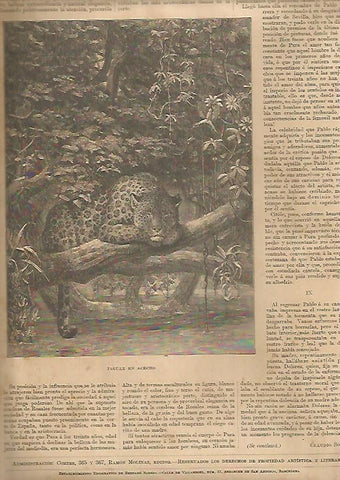 LAMINA 13475: Jaguar en acecho
