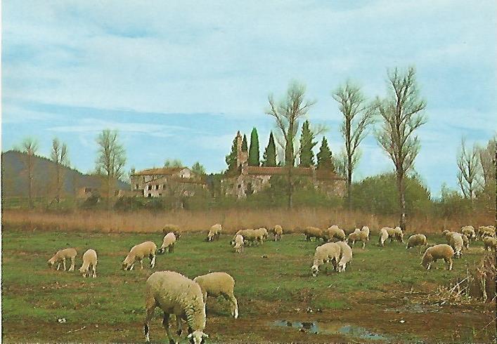 LAMINA 13108: Rebaño de ovejas
