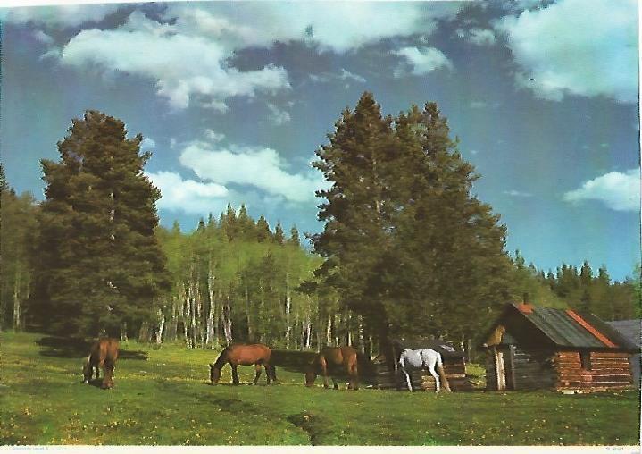 LAMINA 13097: Caballos pastando