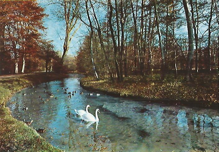 LAMINA 13096: Rio con cisnes