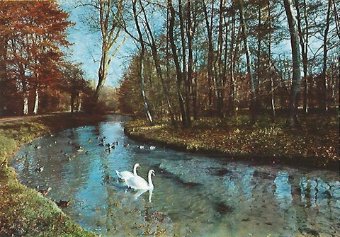 LAMINA 13096: Rio con cisnes