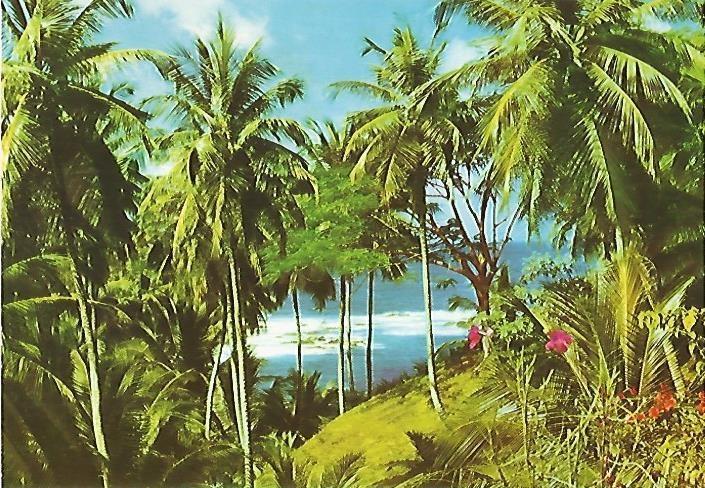 LAMINA 13123: Playa del Caribe